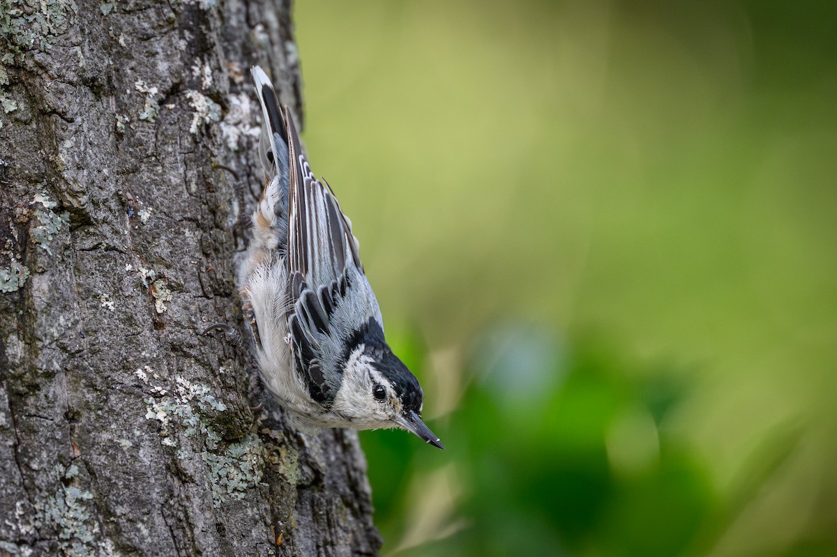 White-breasted Nuthatch - ML638277065
