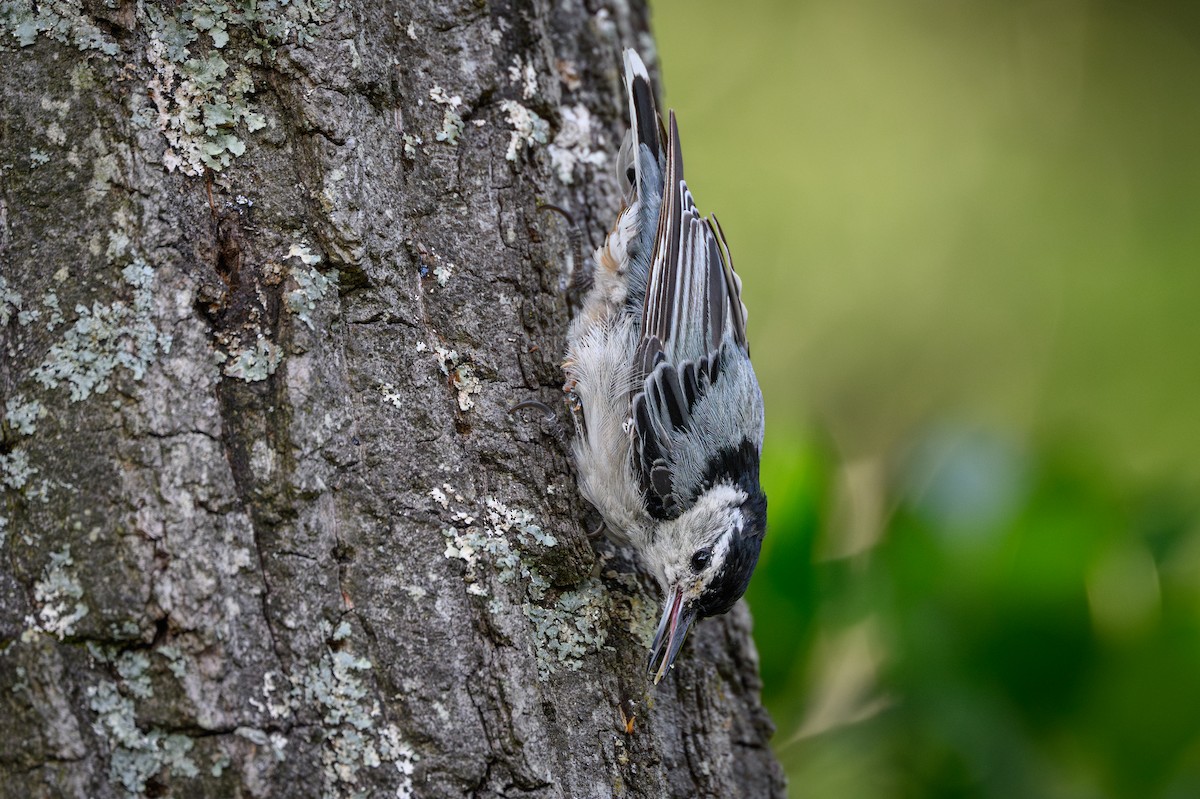 White-breasted Nuthatch - ML638277066