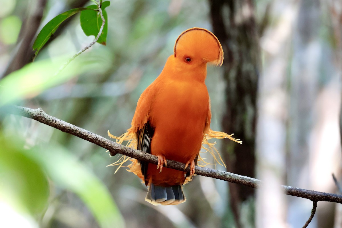 Guianan Cock-of-the-rock - ML638277079