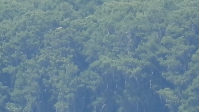 Черноухая крачка - ML638277080