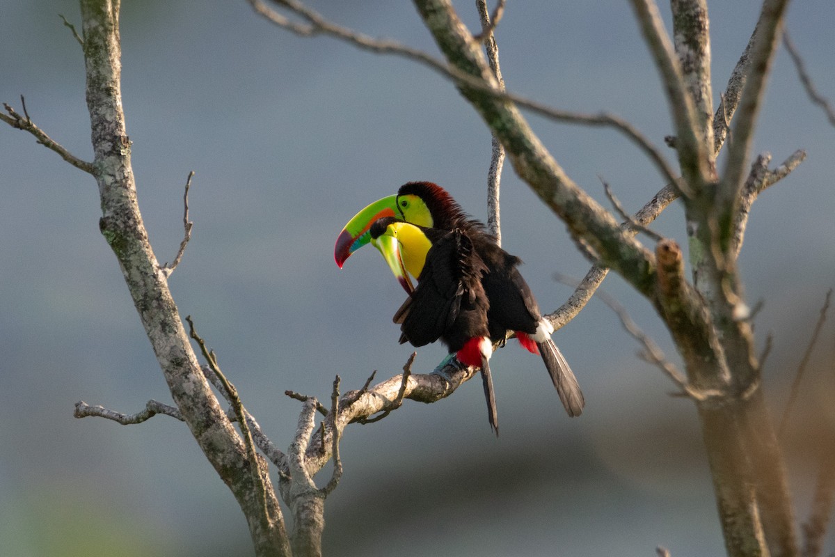 Keel-billed Toucan - ML638277095