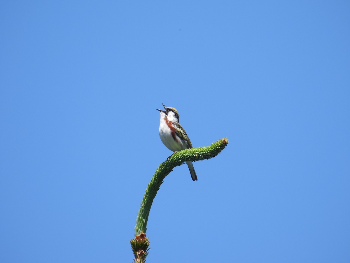Chestnut-sided Warbler - ML638277099