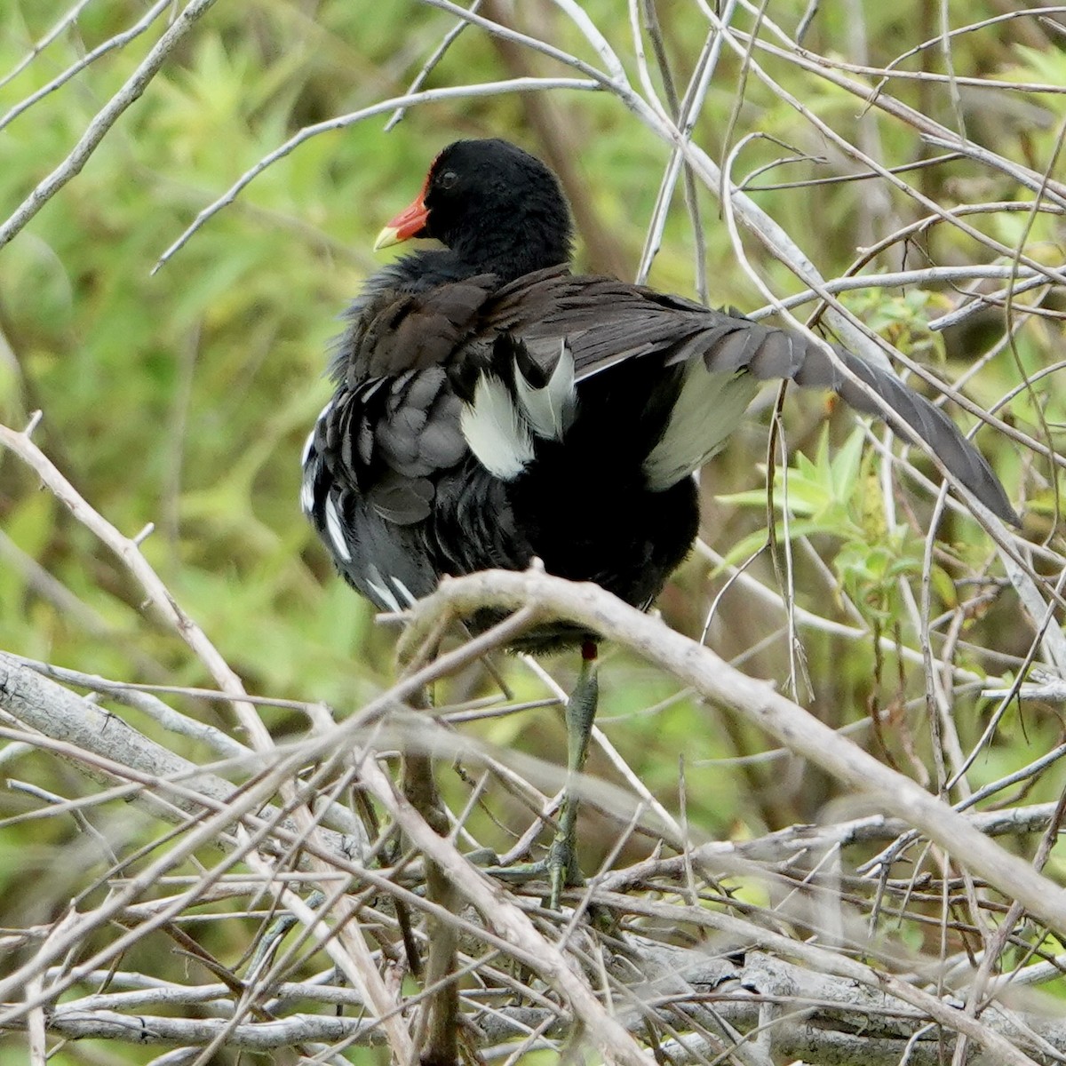 Common Gallinule - ML638277100