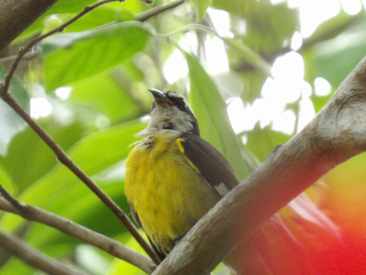 Bananaquit - ML638277116