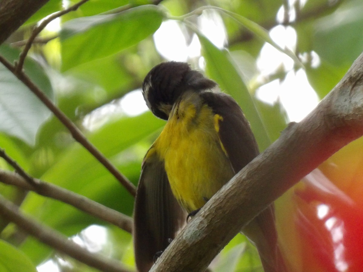 Bananaquit - ML638277117