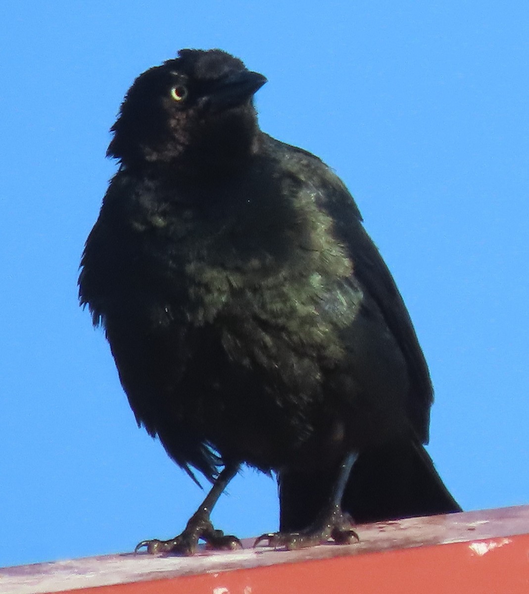 Brewer's Blackbird - ML638277119
