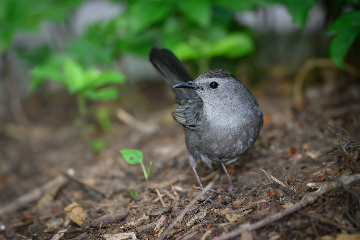 Gray Catbird - ML638277121