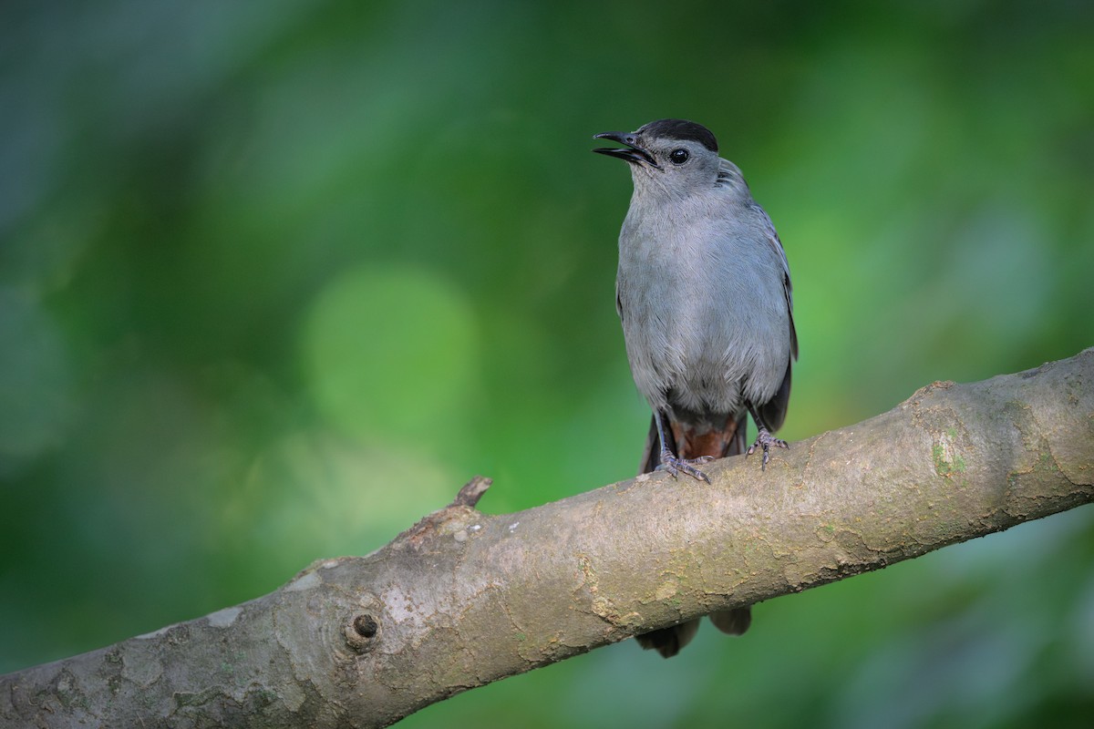 Gray Catbird - ML638277122