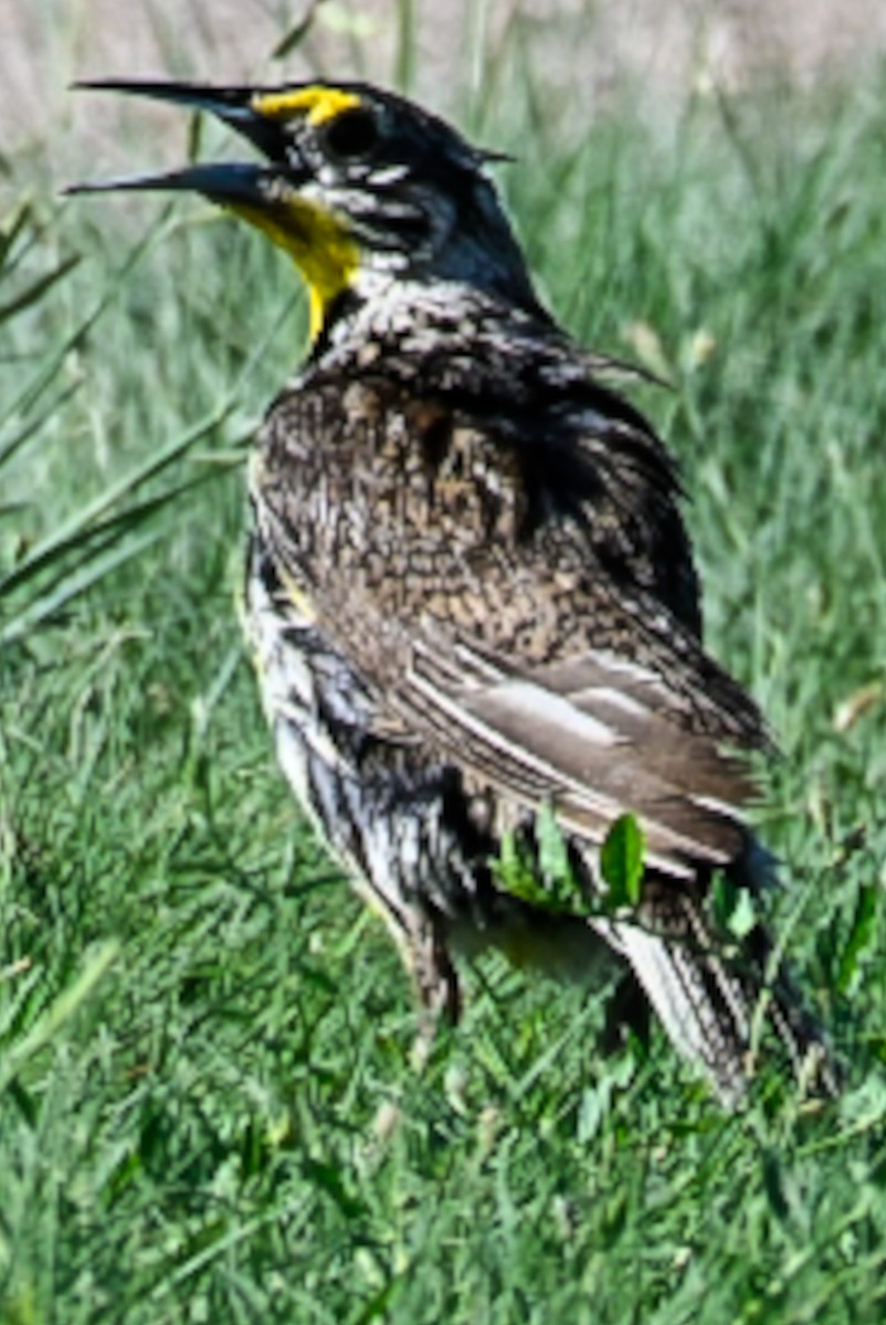 Western Meadowlark - ML638277123