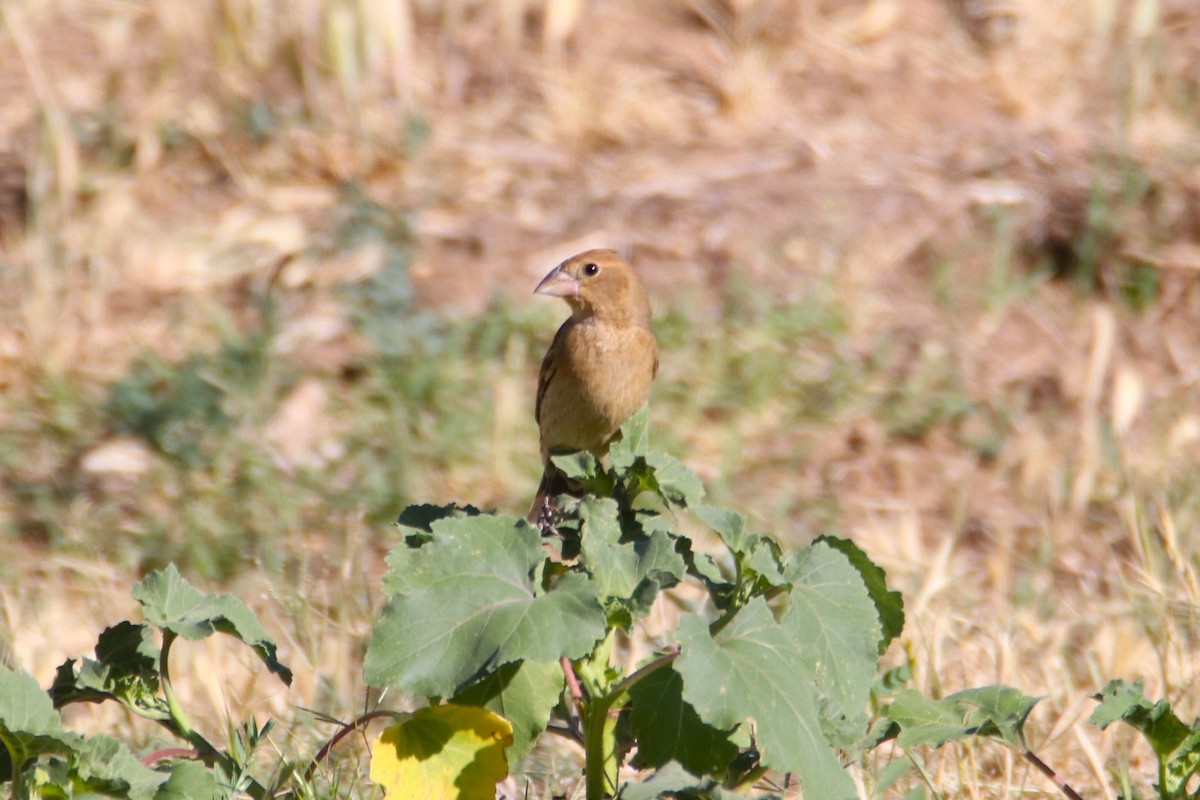 Blue Grosbeak - ML638277126
