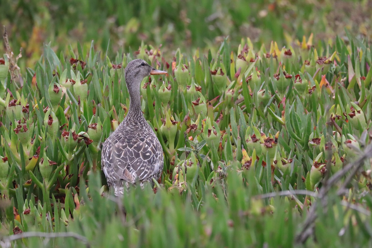 Gadwall - ML638277152