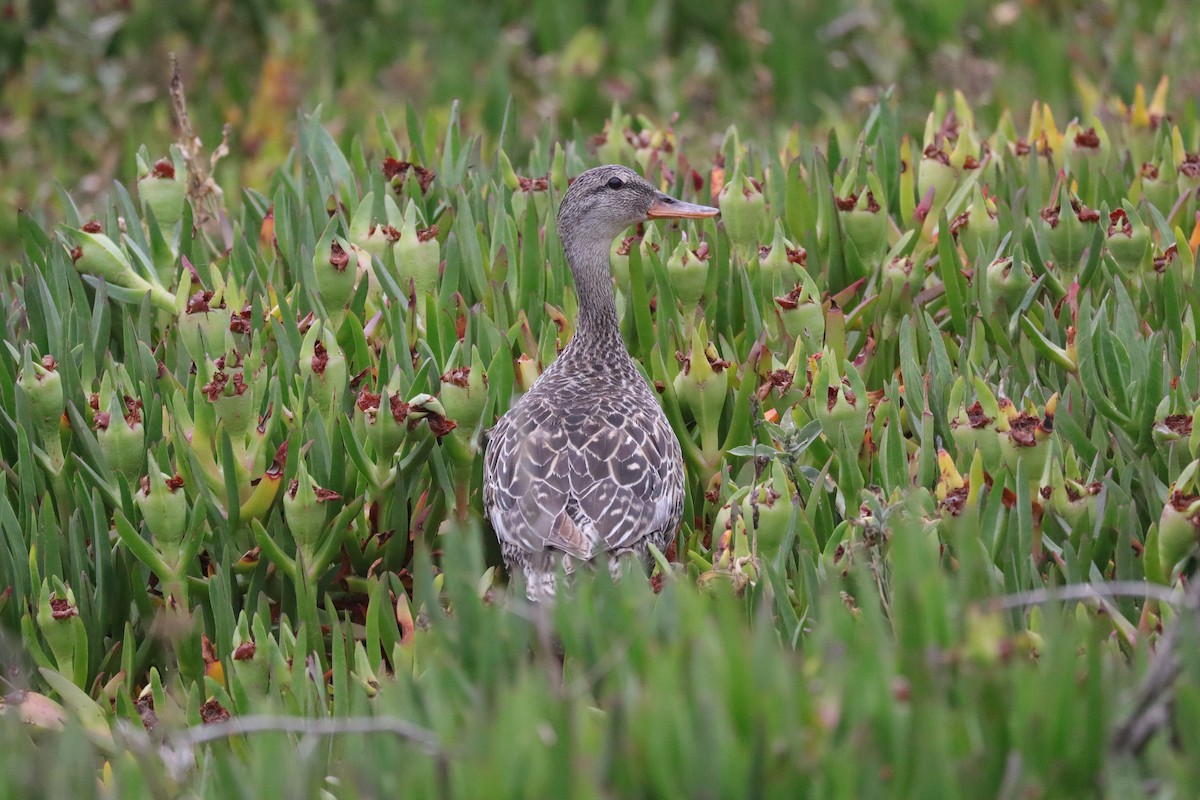 Gadwall - ML638277153