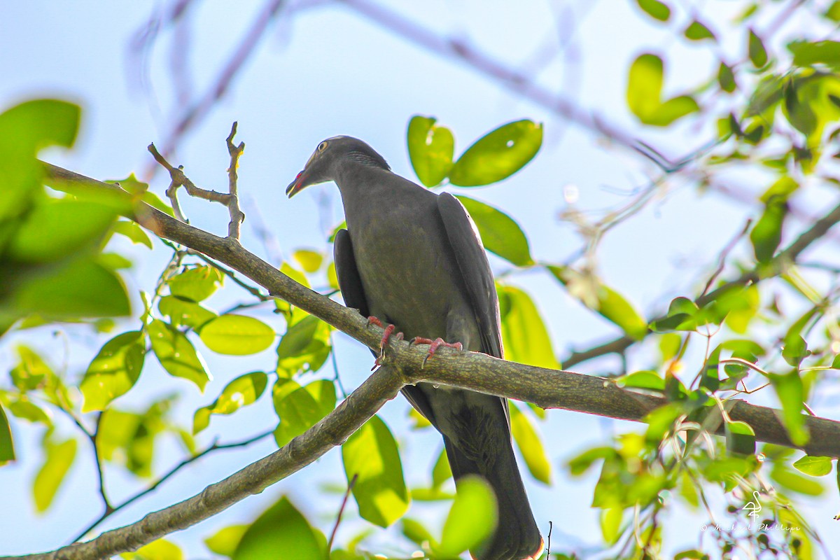 White-crowned Pigeon - ML638277158