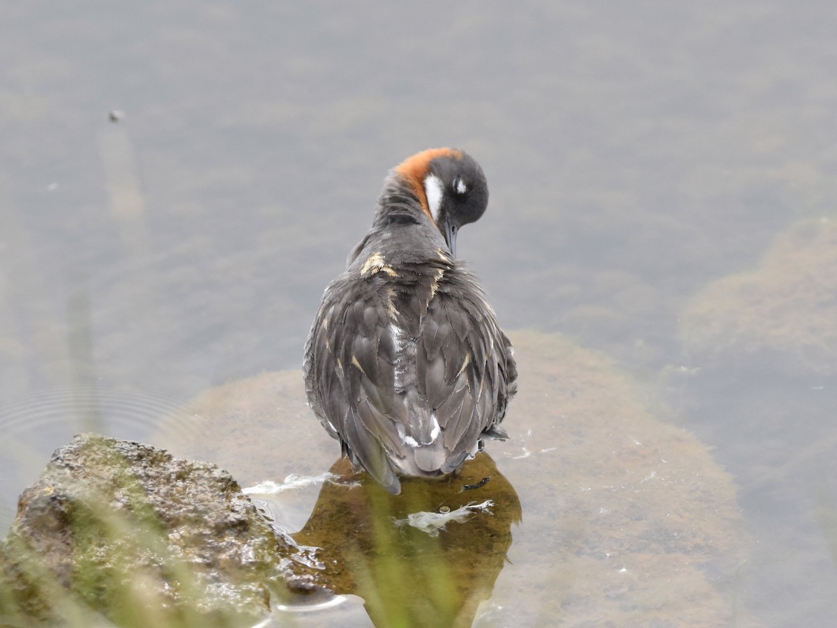Red-necked Phalarope - ML638277164