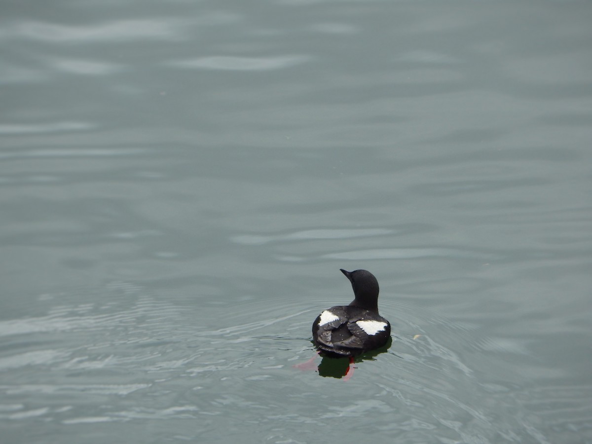 Black Guillemot - ML638277175