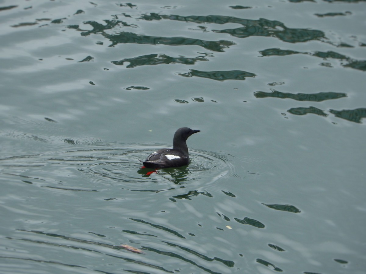 Black Guillemot - ML638277183