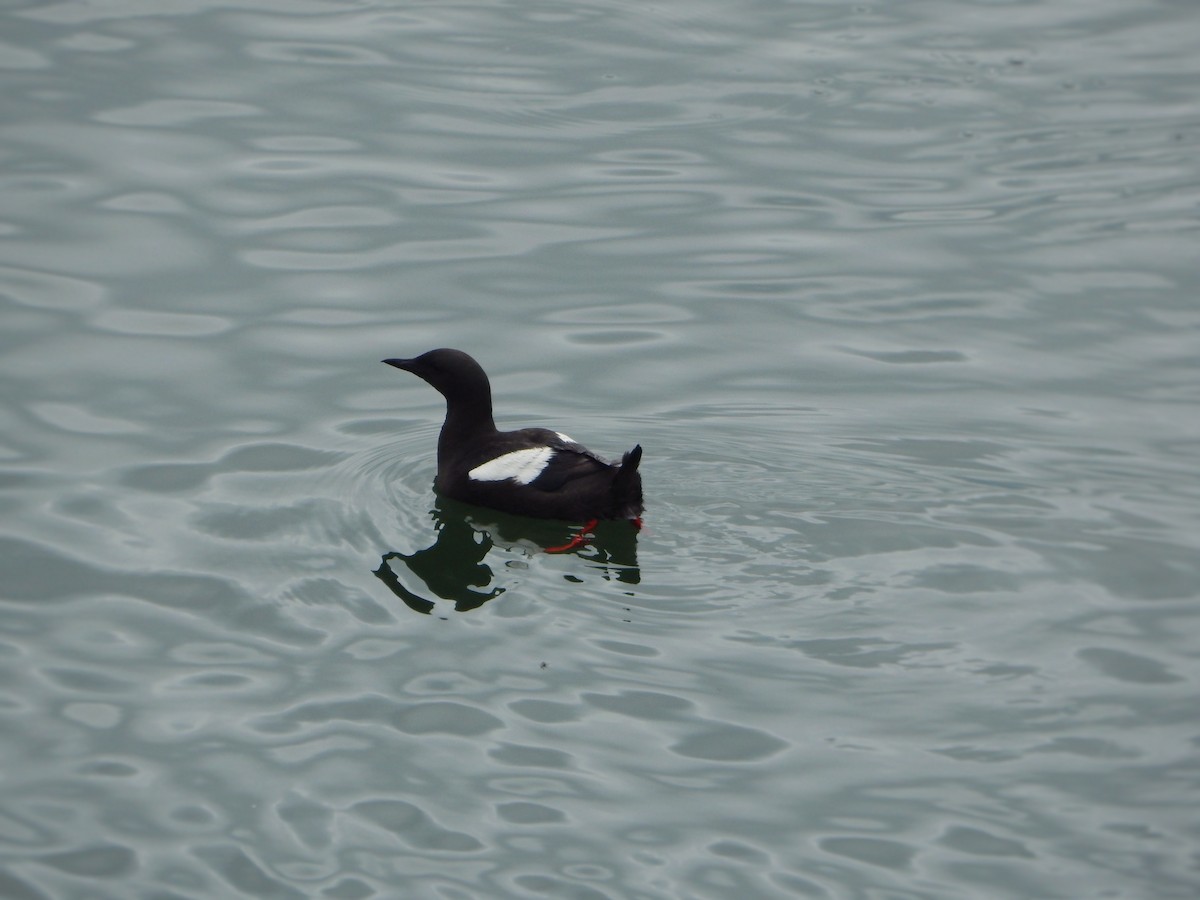 Black Guillemot - ML638277192