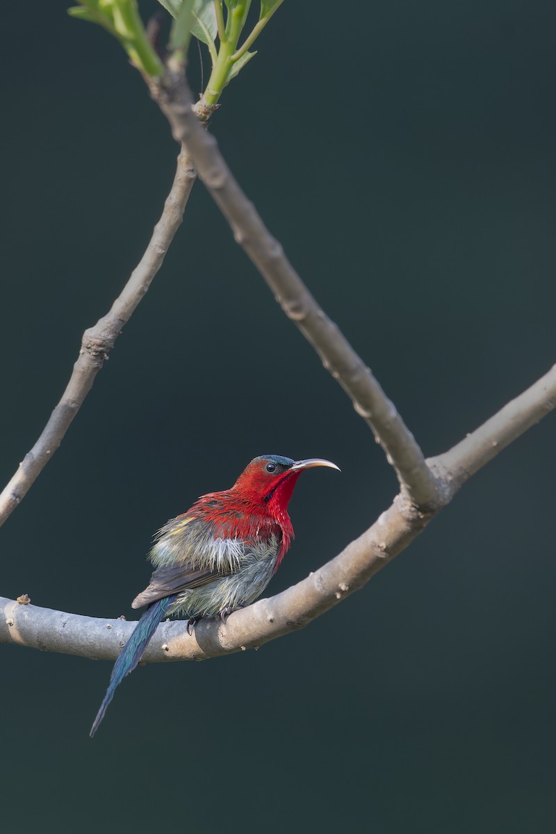 Crimson Sunbird - ML638277193