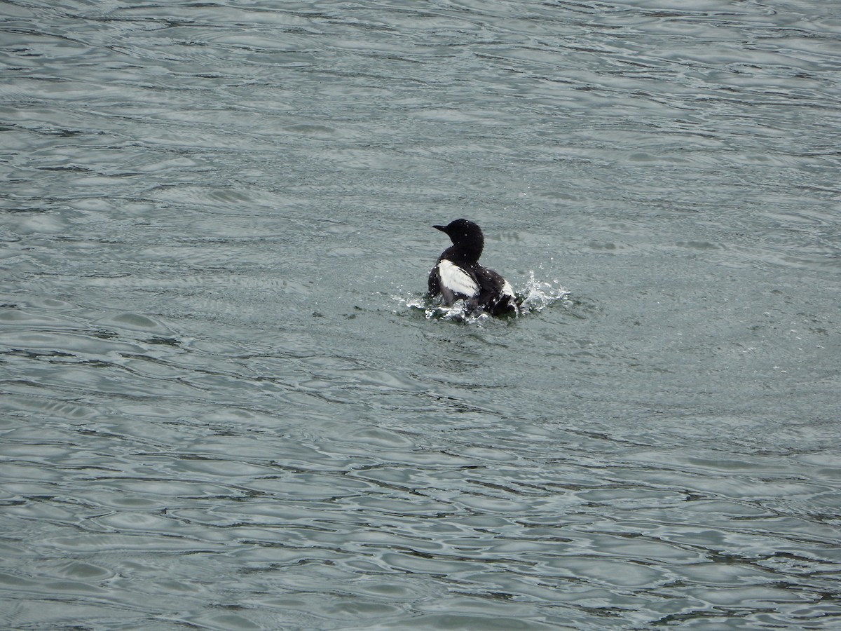 Black Guillemot - ML638277199
