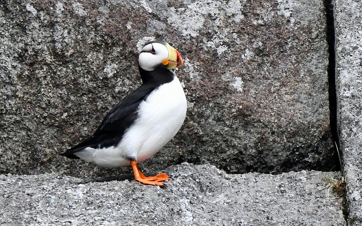 Horned Puffin - ML638277200