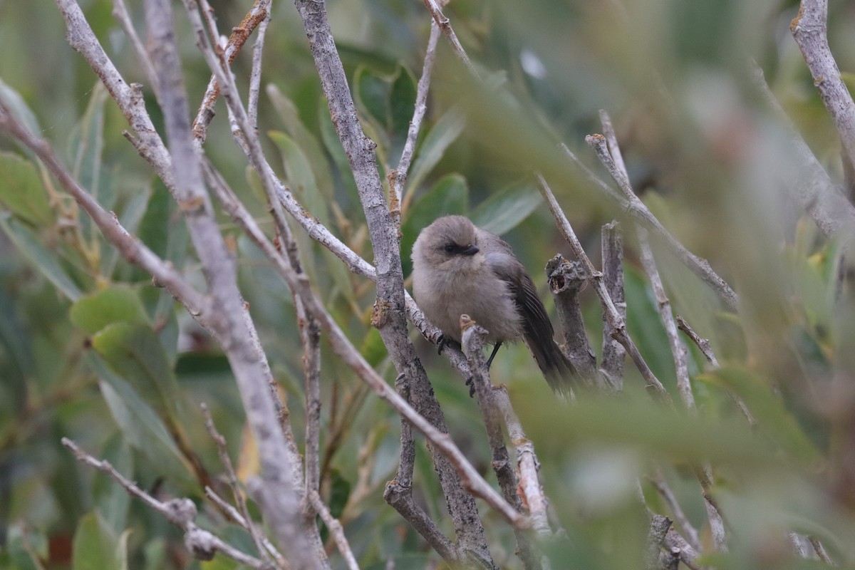 Bushtit (Pacific) - ML638277216