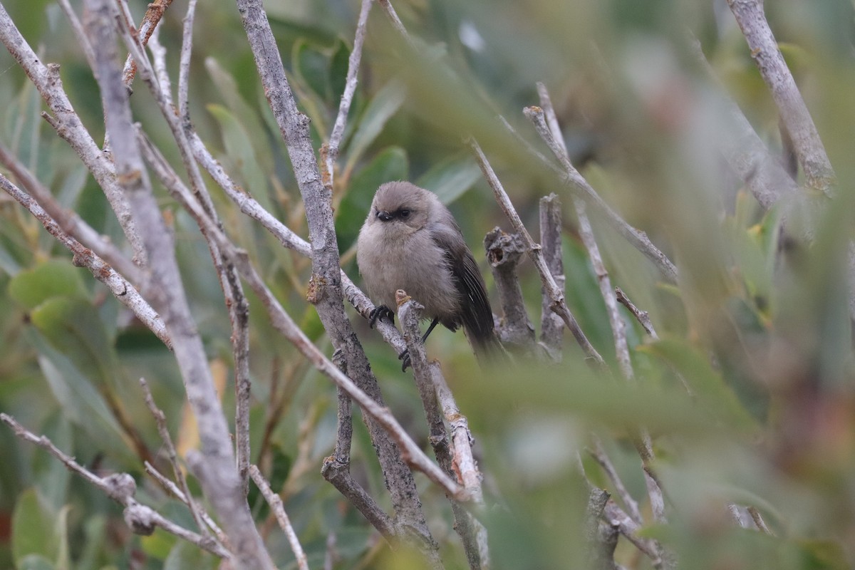 Bushtit (Pacific) - ML638277217