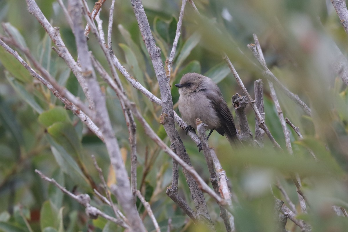Bushtit (Pacific) - ML638277218