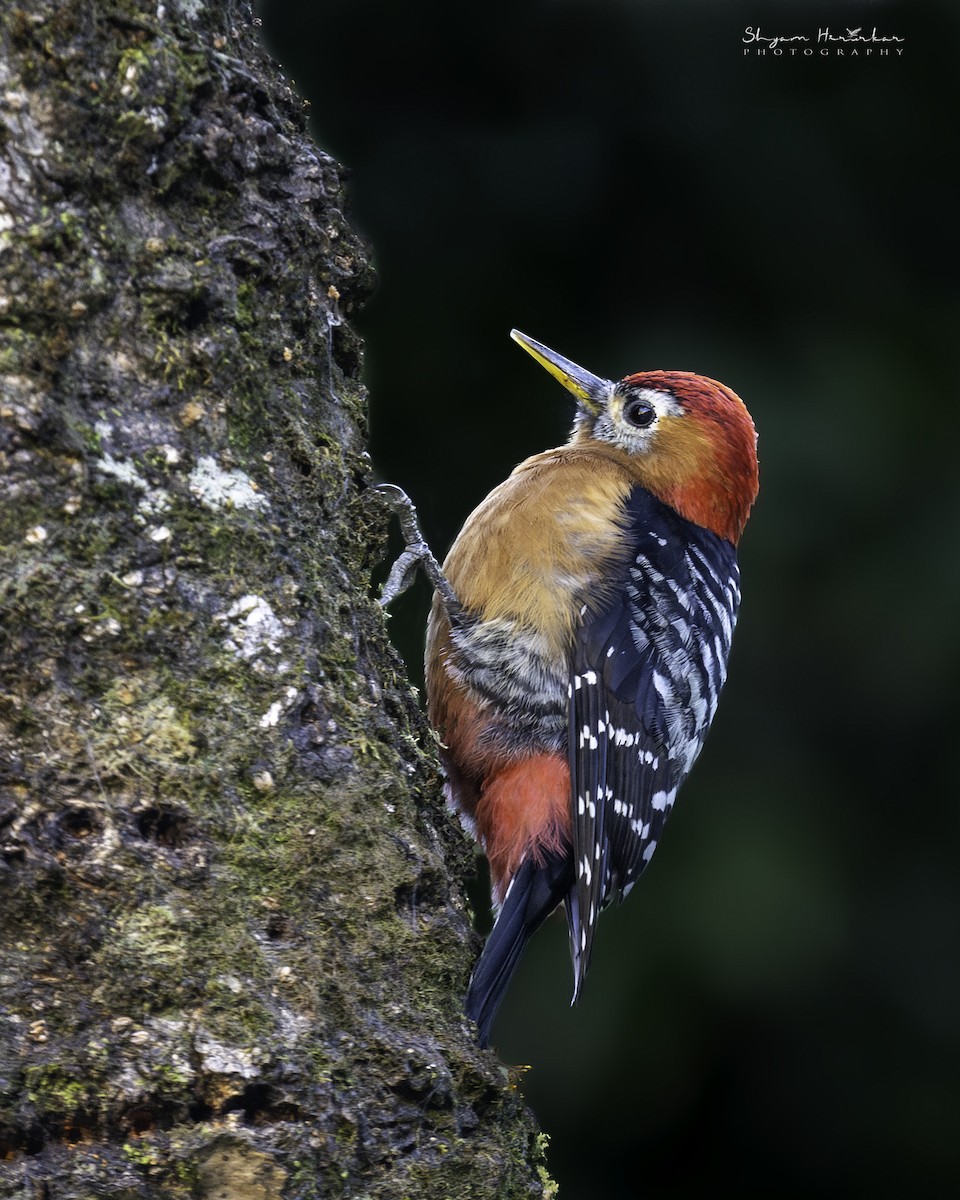 Rufous-bellied Woodpecker - ML638277225