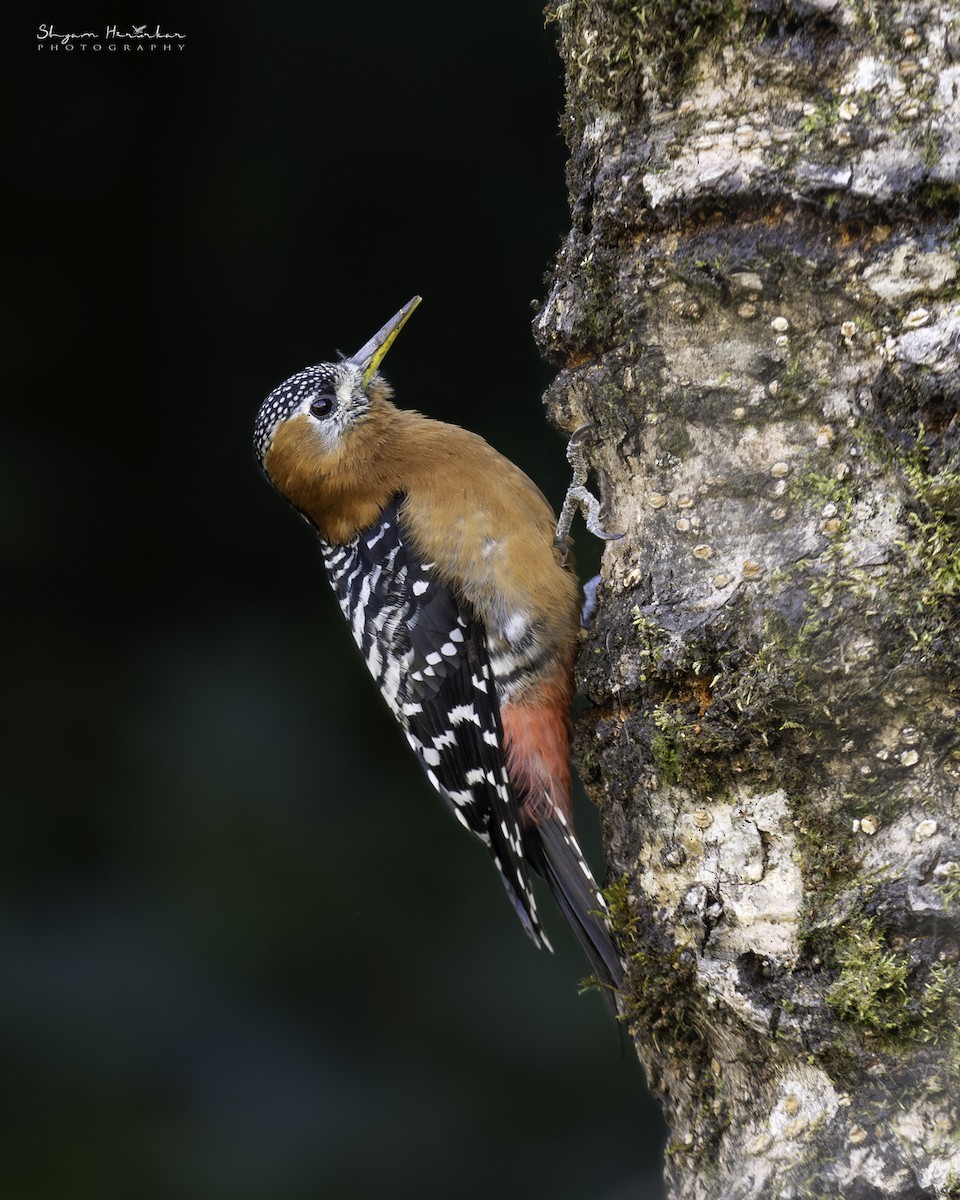 Rufous-bellied Woodpecker - ML638277226