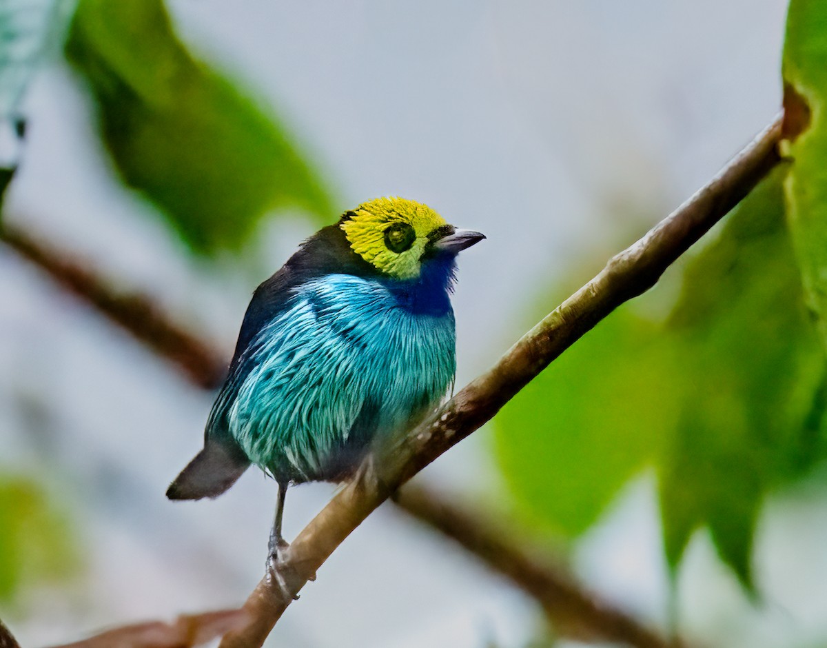 Paradise Tanager - ML638277230