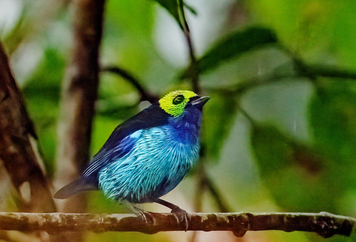 Paradise Tanager - ML638277231