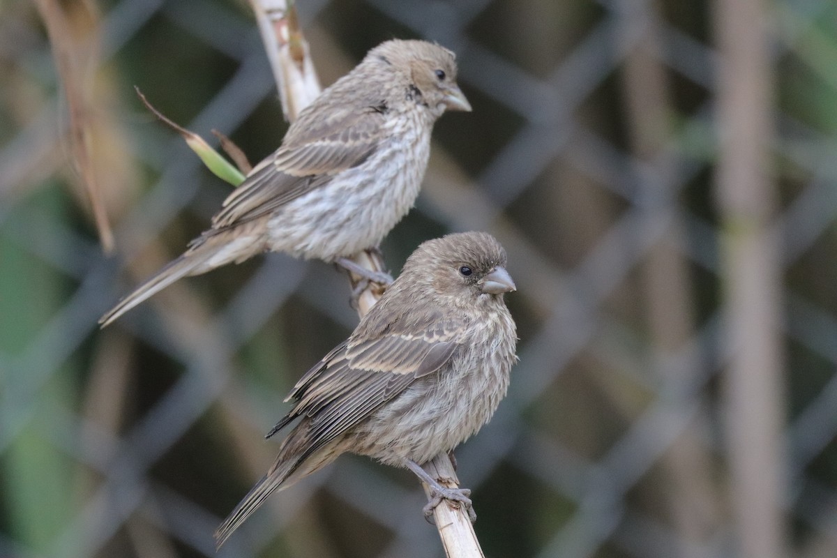 House Finch - ML638277244