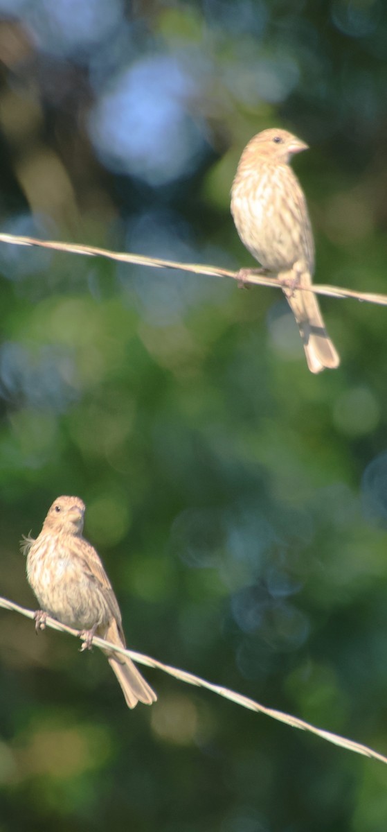 House Finch - ML638277249
