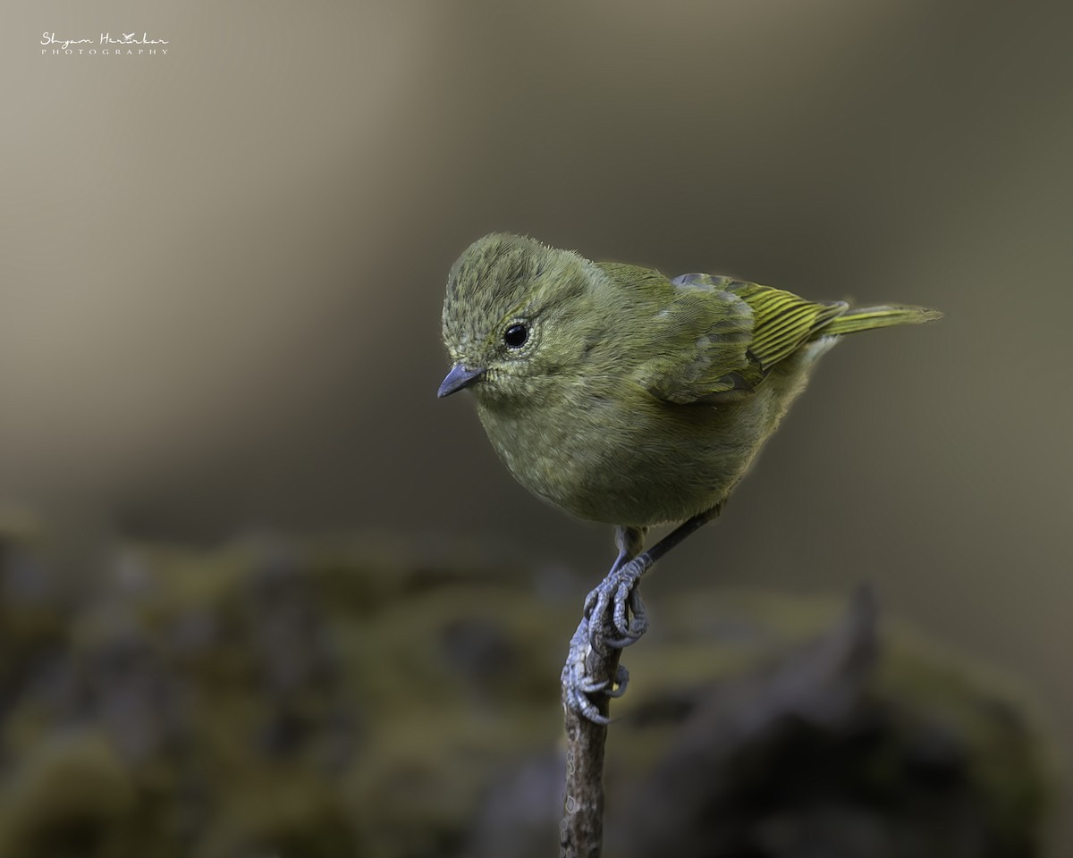 Yellow-browed Tit - ML638277250