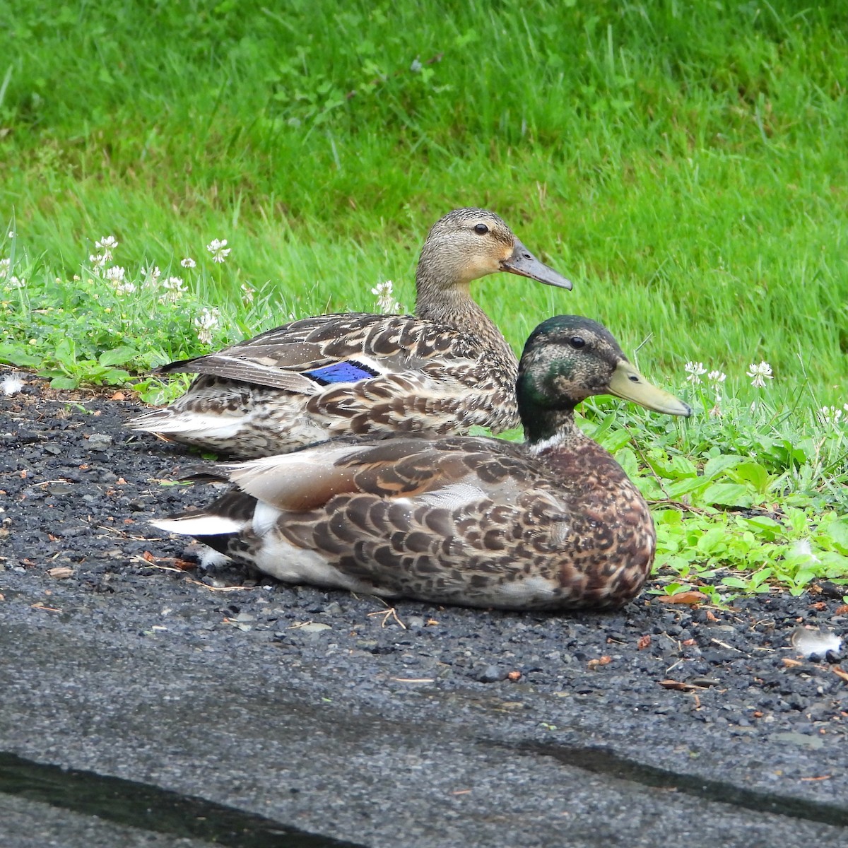 Mallard - ML638277253