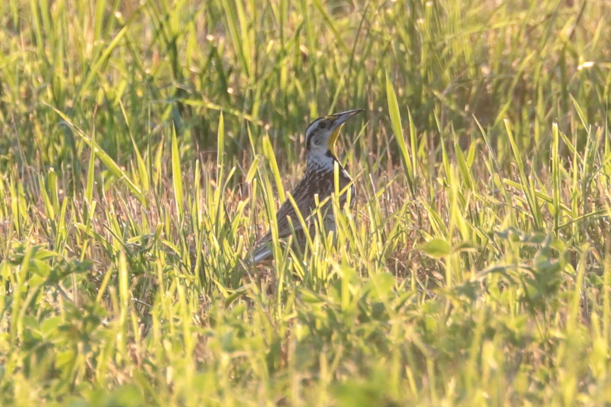 Eastern Meadowlark - ML638277255