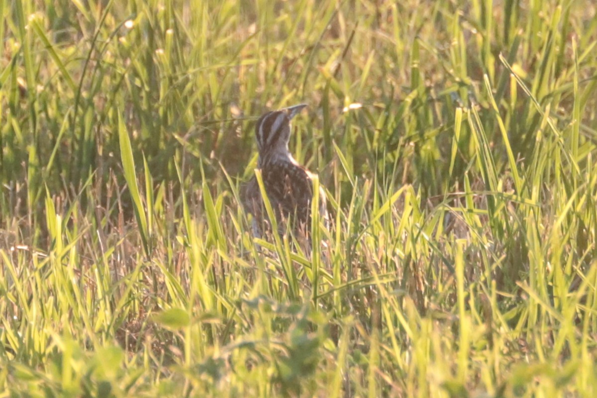 Eastern Meadowlark - ML638277256