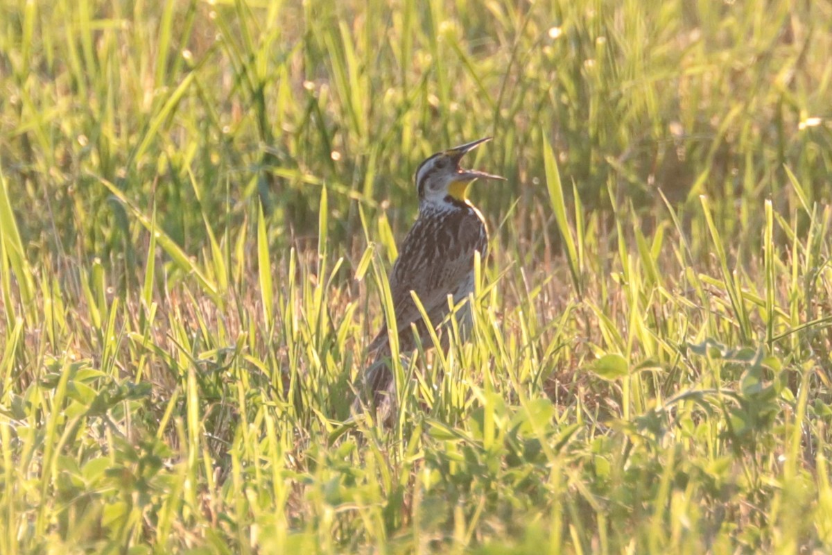 Eastern Meadowlark - ML638277257