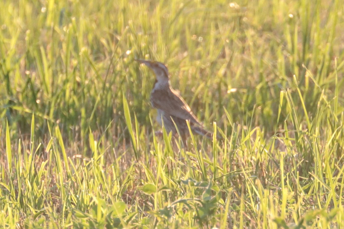 Eastern Meadowlark - ML638277258