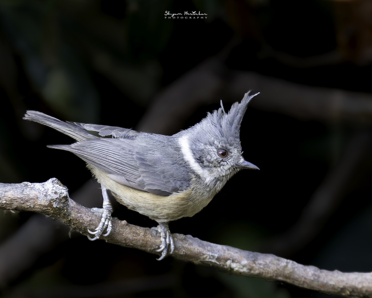 Gray-crested Tit - ML638277260
