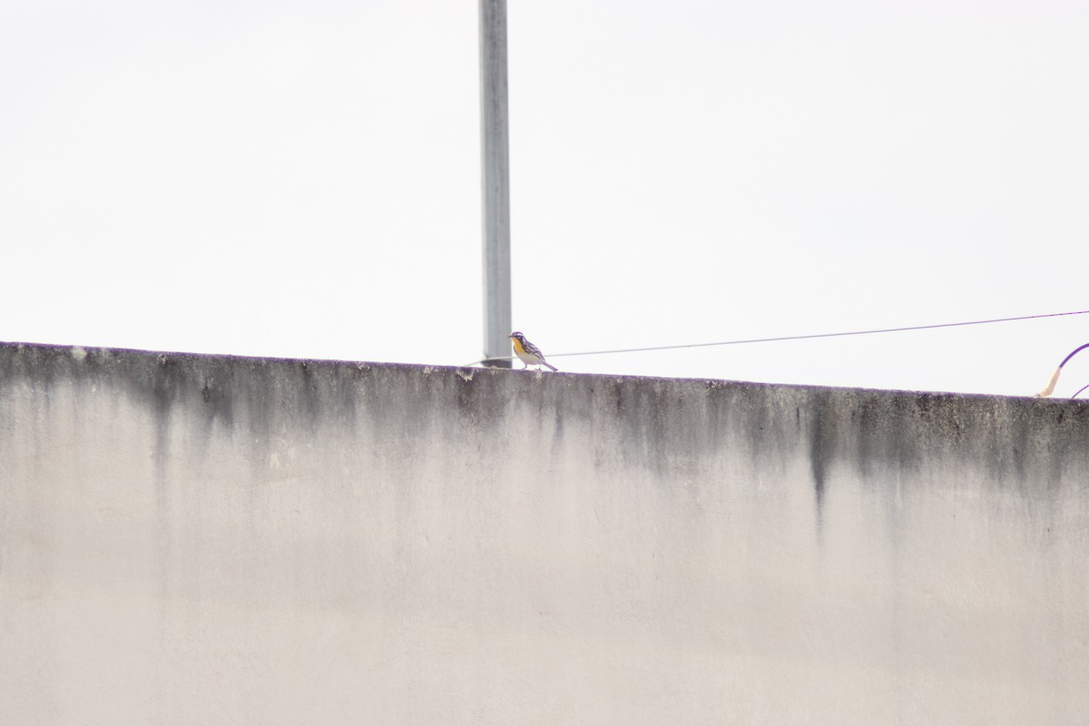 Yellow-throated Warbler - ML638277268