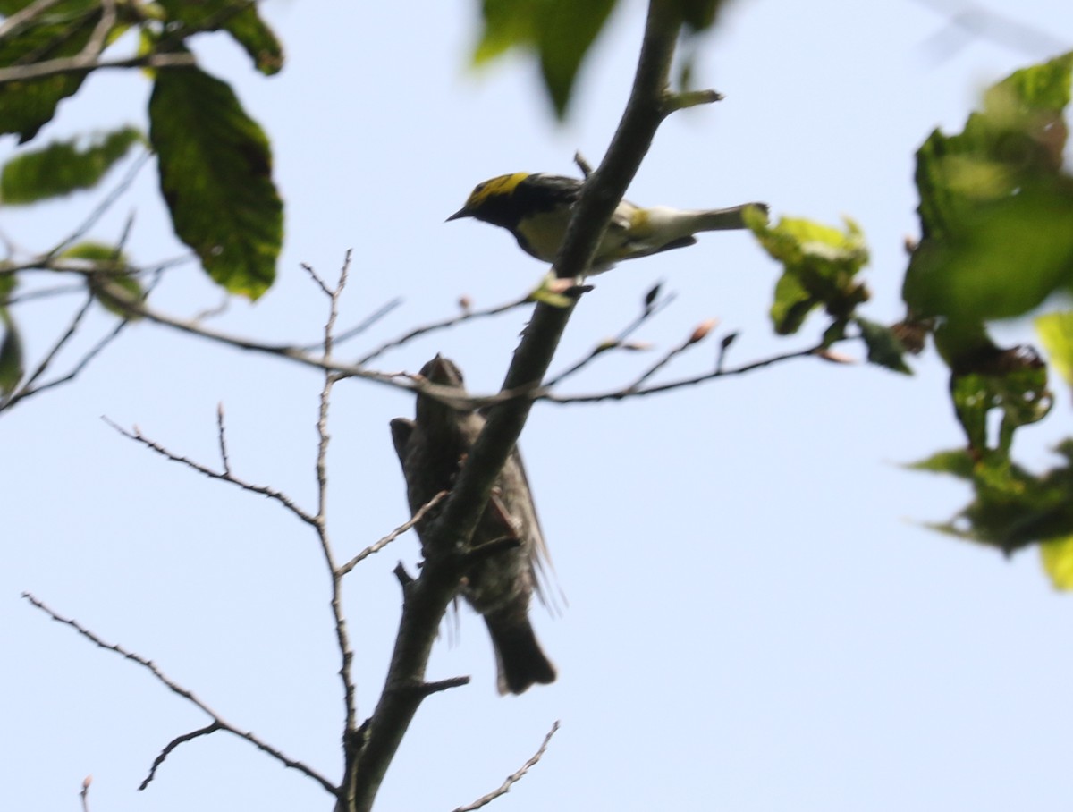 Black-throated Green Warbler - ML638277269