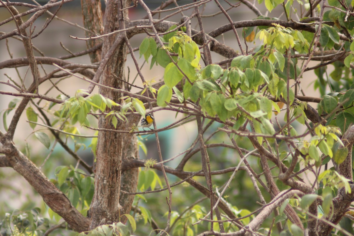 Yellow-throated Warbler - ML638277270