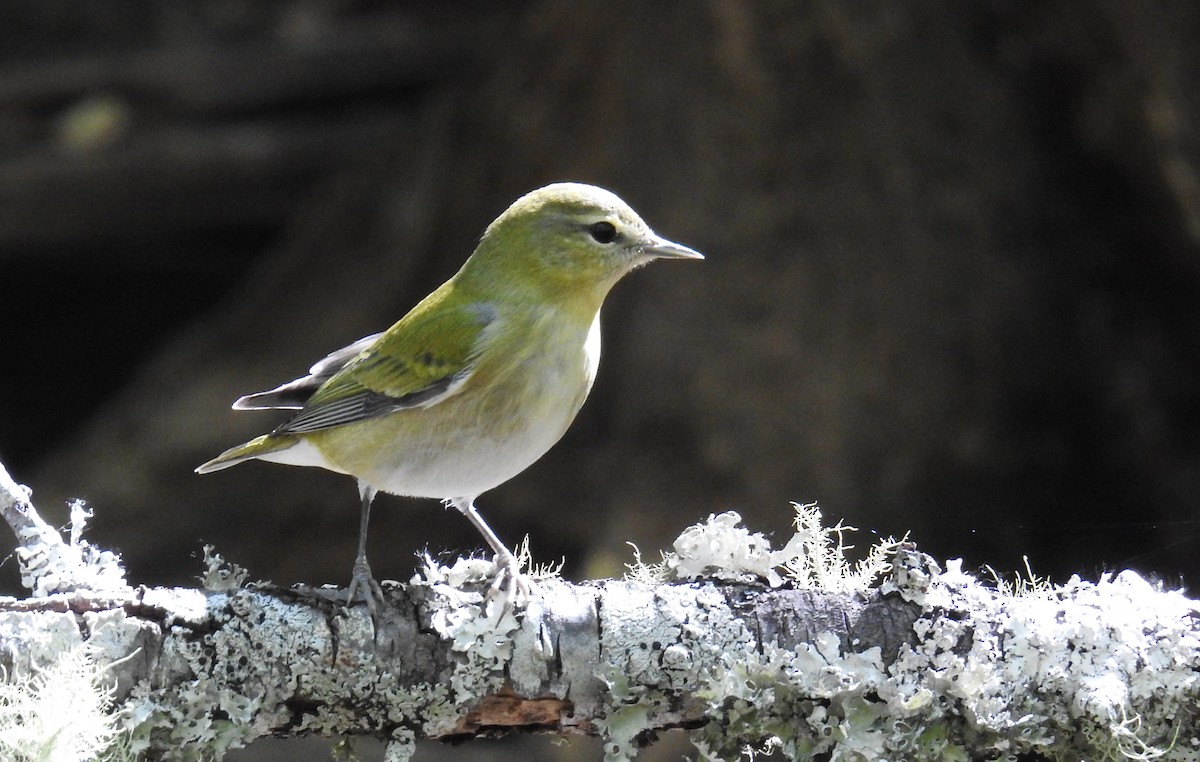 Tennessee Warbler - ML638277271