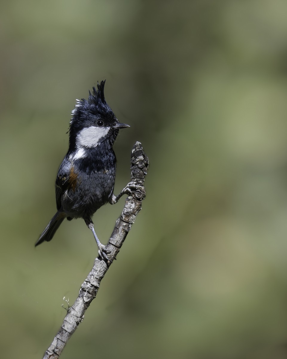 Coal Tit - ML638277273