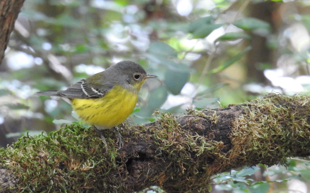 Magnolia Warbler - ML638277283