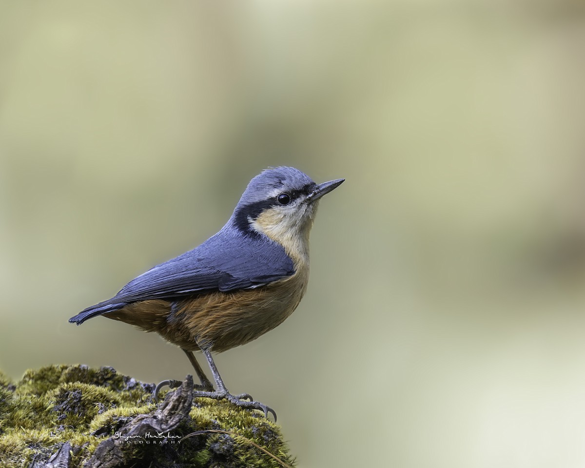 White-tailed Nuthatch - ML638277285
