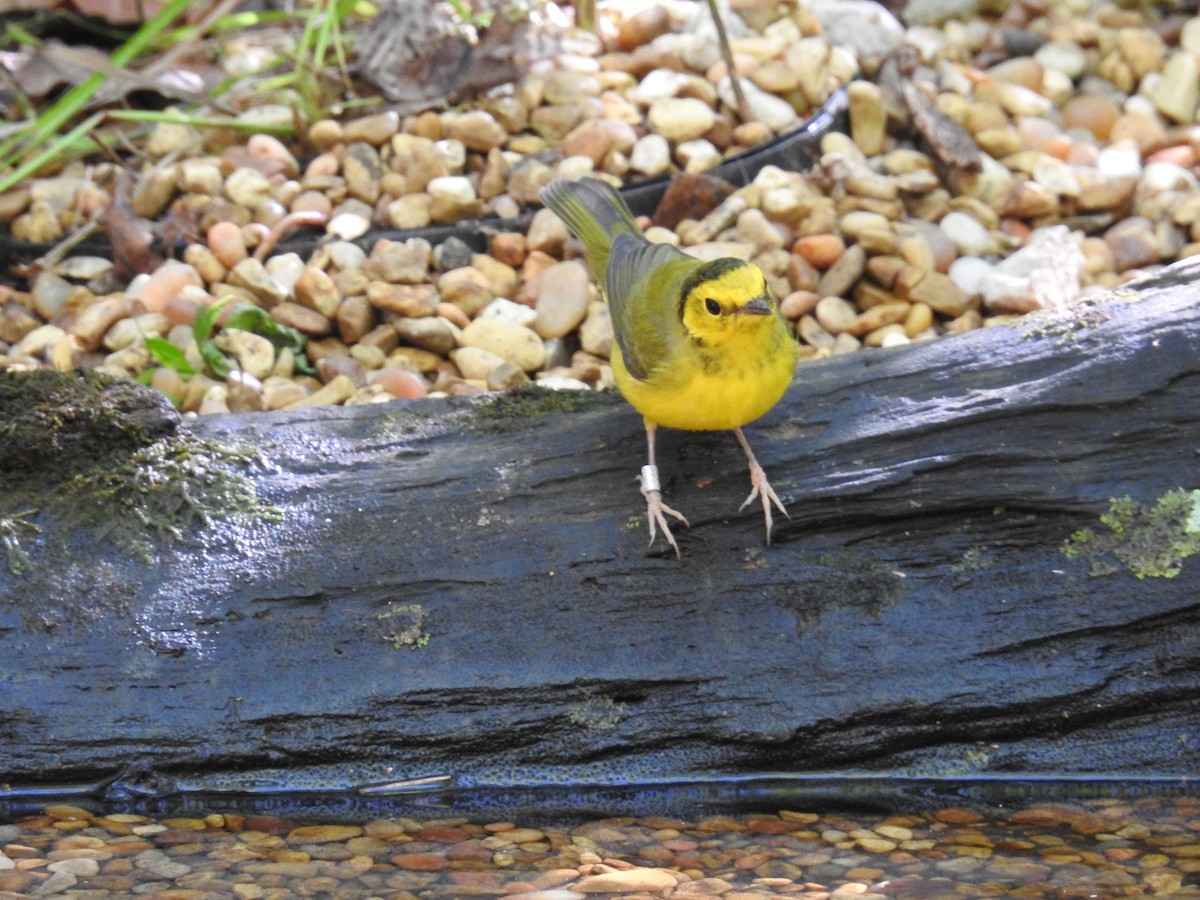 Hooded Warbler - ML638277293