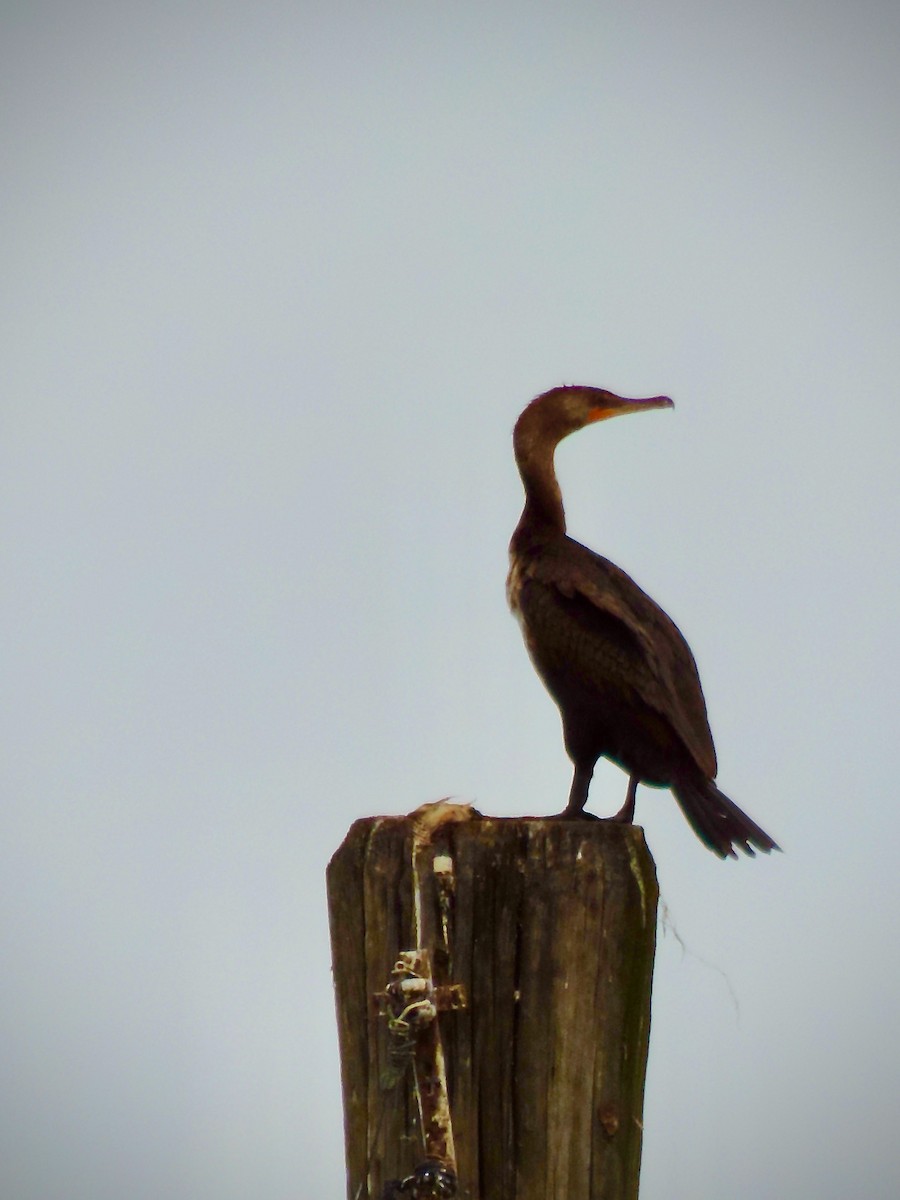 Double-crested Cormorant - ML638277294