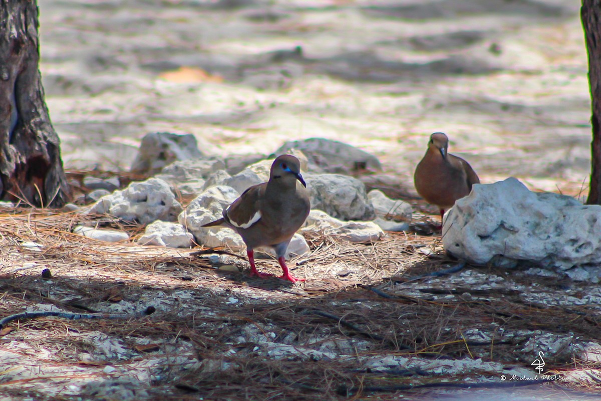 White-winged Dove - ML638277319